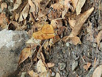 MCS IM0178 Dryas iulia ssp. Moderata.jpg