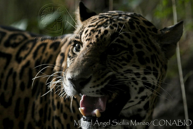 MASM02959%20Panthera%20onca.jpg.kCeYrO7zMVMFyzNjQA3g0JtbmFja29CbnFuZ3NAbXJ6LGtwZwA.6K3ixN3pPg