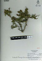YPH2148 Mimosa aculeaticarpa.jpg