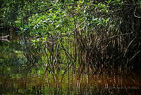 FBA0539 Rhizophora mangle.jpg