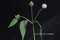 ME010 JA 00239 Melanthera nivea (L.) Small, 1903.JPG