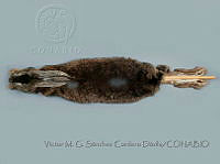 VMS-CD0112 Lepus californicus ssp. insularis.JPG