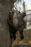 3R 01409 Fulica americana.jpg
