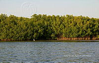 FBA0984 Rhizophora mangle.jpg