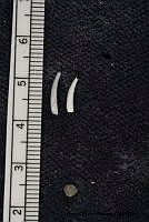 KT014 0128 Polyschides tetraschistus.JPG