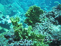 NE018 0499 Millepora alcicornis.jpg