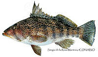 SRM0076 Paralabrax maculatofasciatus.jpg