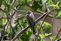 LFLR0077 Spizella passerina.jpg