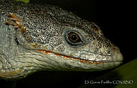 EGP0397 Abronia lythrochila.jpg