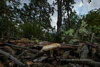 IDG1793 Agaricus sylvaticus.jpg