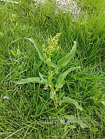 RG001 0483 Rumex americanum.jpg