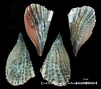 KT014 0429 Atrina serrata.JPG