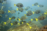 CNS1104 Prionurus punctatus.jpg