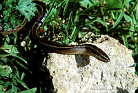 HBB0194 Coniophanes schmidti.jpg