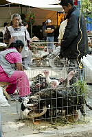ARL00067 Meleagris gallopavo.jpg