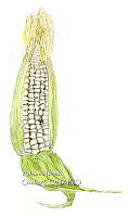 AIO 070 Zea mays subsp mays.jpg
