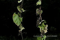 Huitz 0168 Vitaceae.jpg