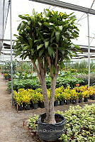 IMDOC 5942 Dracaena fragrans.jpg