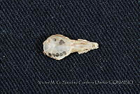VMS-CD0210 Cryptotis parva.JPG