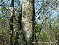 MEGA 0755 Lonchocarpus mutans.JPG