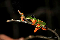 LAMH002 Agalychnis moreletii.jpg
