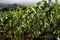 FGM0024 Zea mays.JPG