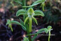 ME010 KV 02507 Habenaria Willd., 1805.JPG