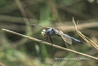 MVG001 Libellula vibrans.JPG