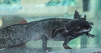 LCF0457 Ambystoma mexicanum.jpg