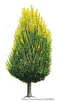 RAA0108 Platycladus orientalis.jpg
