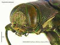SAZH0128 Chrysobothris viridiimpresa.jpg