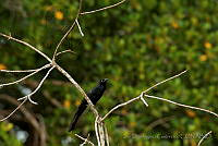 IDG0404 Quiscalus mexicanus.jpg
