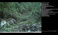FJBL0019 Tapirella bairdii.jpg