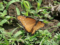 CGL0771 Danaus gilippus ssp. thersippus.jpg