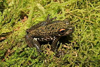 ISZ0051 Ptychohyla zophodes.jpg