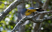 AAKVDH 0589 Trogon citreolus.JPG