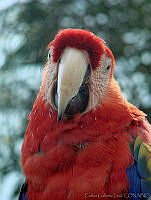 CGL0182 Ara macao.jpg