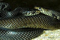 MDL0187 Drymarchon melanurus.jpg