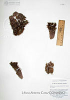 LAC1011 Echinocereus pseudopectinatus.JPG