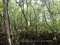 UM001 0163 Avicennia germinans.jpg