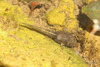 LJCP008 Plectrohyla acanthodes.jpg
