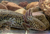RIMB0006 Ambystoma mexicanum.jpg