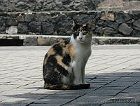 CGL0959 Felis catus.jpg