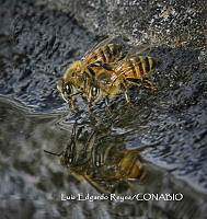 MN6F0208 Apis sp..jpg
