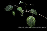 Atleq 0340 Capparidastrum mollicellum.jpg