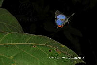 JBV008 Panthiades bathildis.JPG