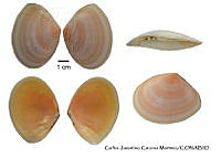 KT014 0381 Tellina lyrica.JPG