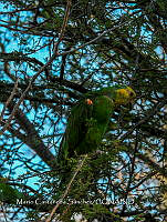 MCS IM0022 Amazona oratrix ssp. Tresmariae.jpg