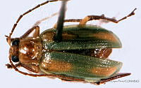 SLP044 Diabrotica porracea.jpg