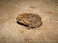 AMA0015 Rhinella horribilis.jpg